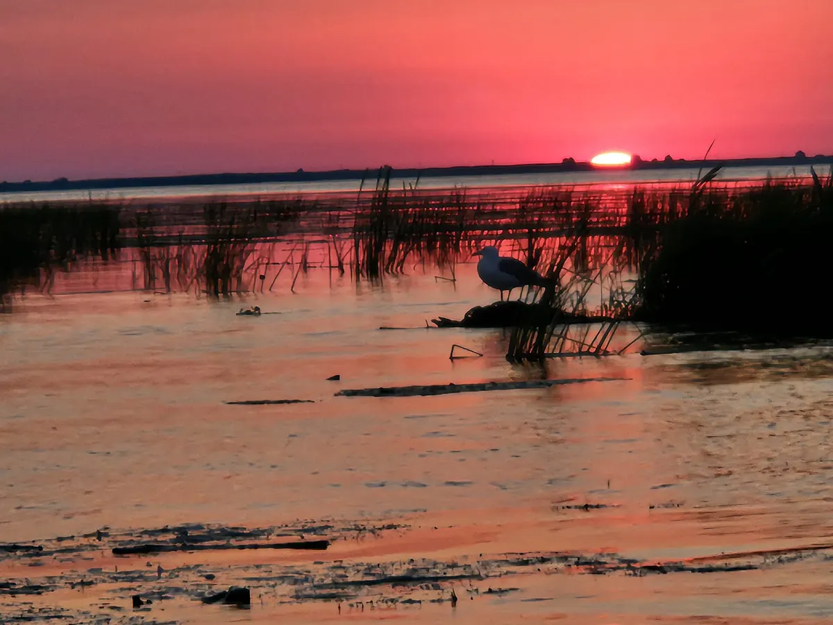 Pink sunset over water and reeds, with gulls