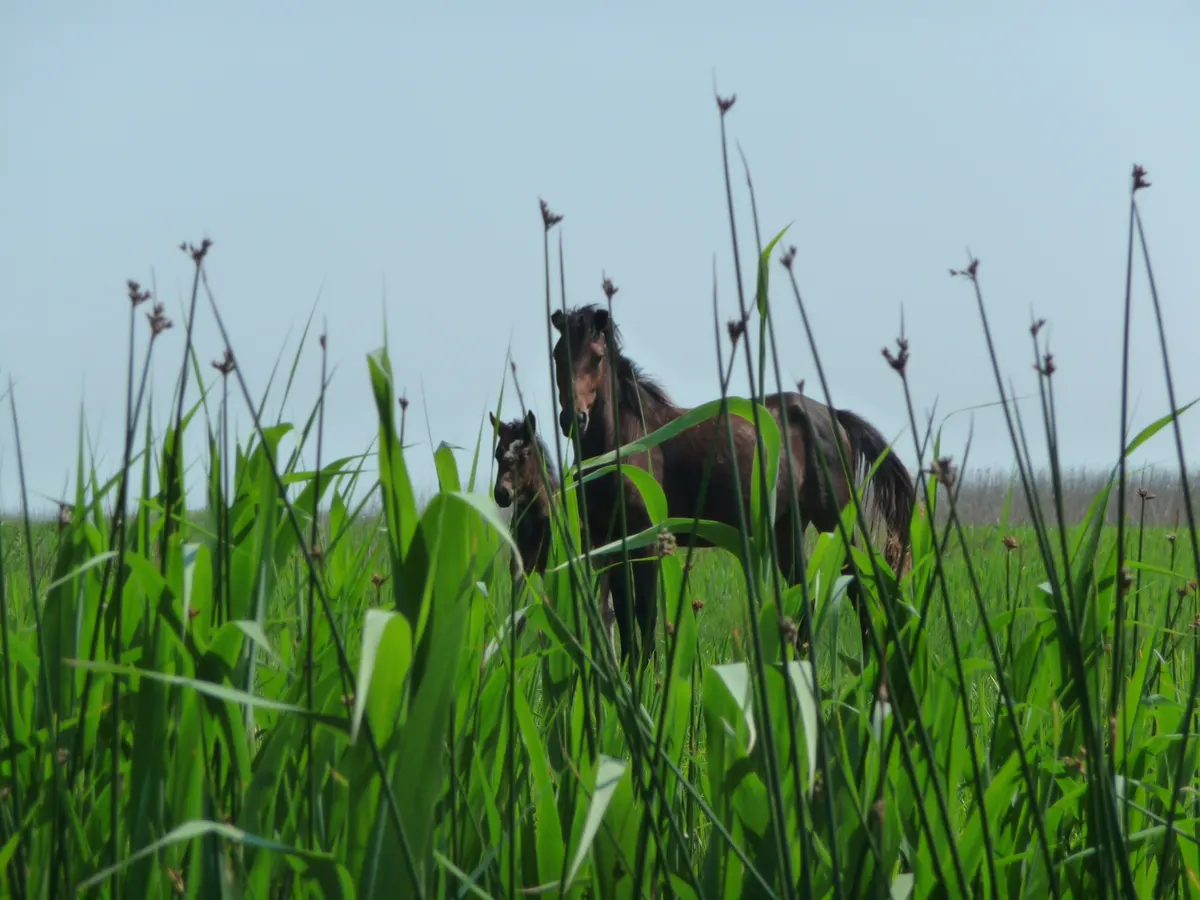 Wild horses among the reeds near Letea
