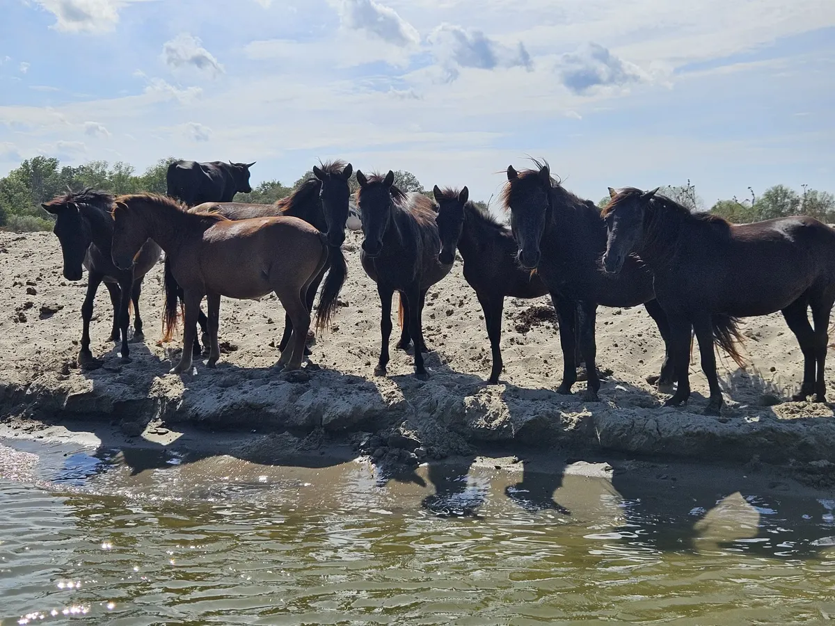 Wild horses on a sandy bank in the Danube Delta