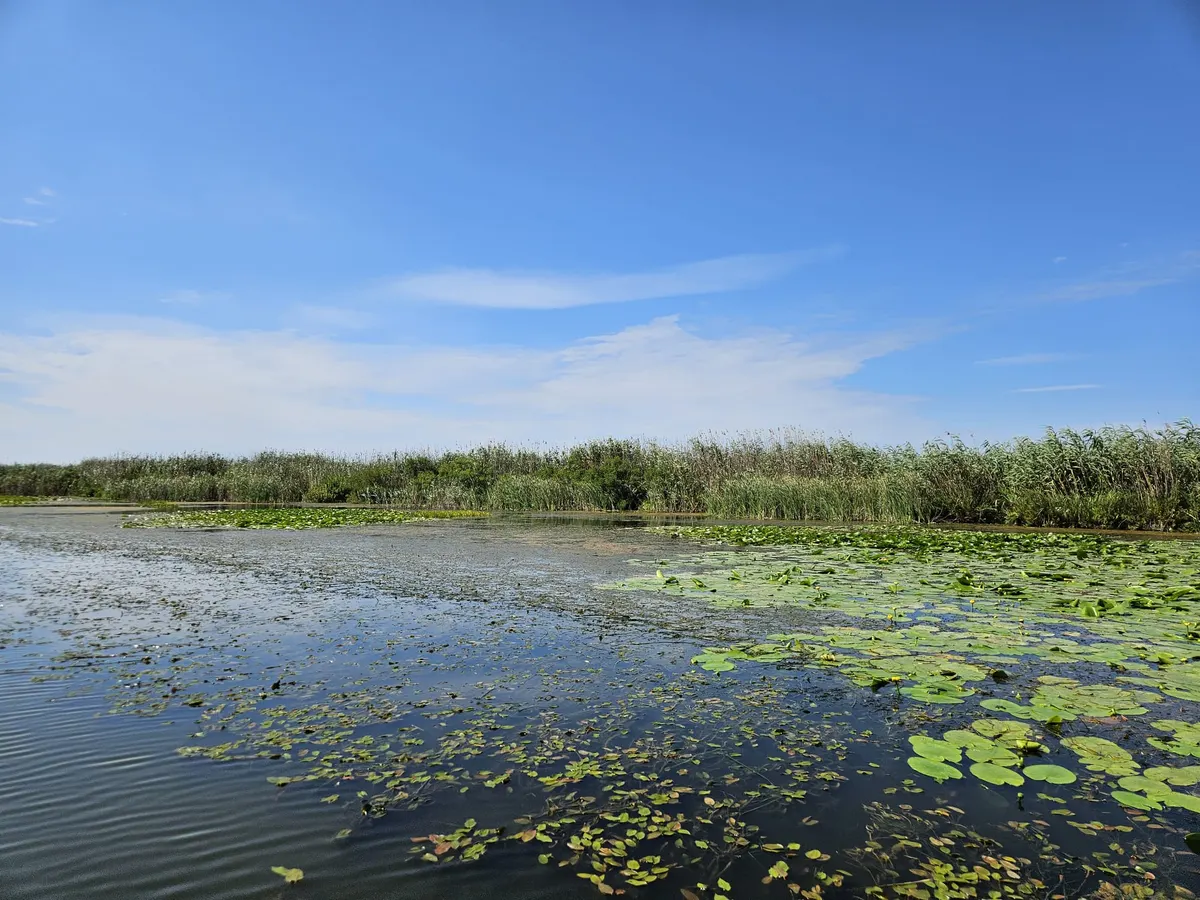 Channel covered in water lilies, with reeds on the banks