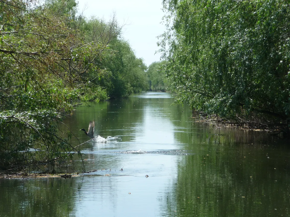 Narrow channel between willows in the Danube Delta