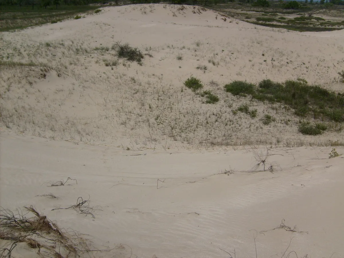 Caraorman trip: the oak forest and the dunes