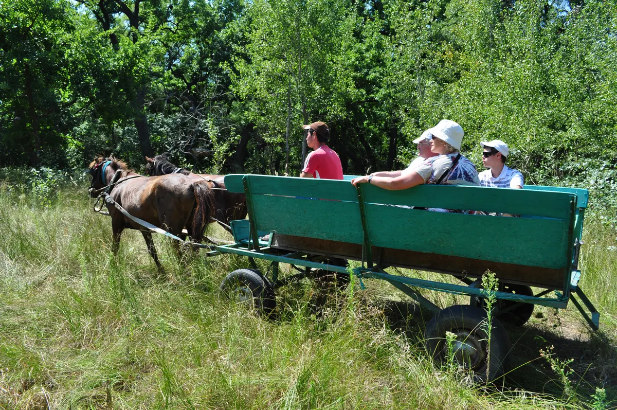 Visitors in a horse cart on the road to Letea Forest