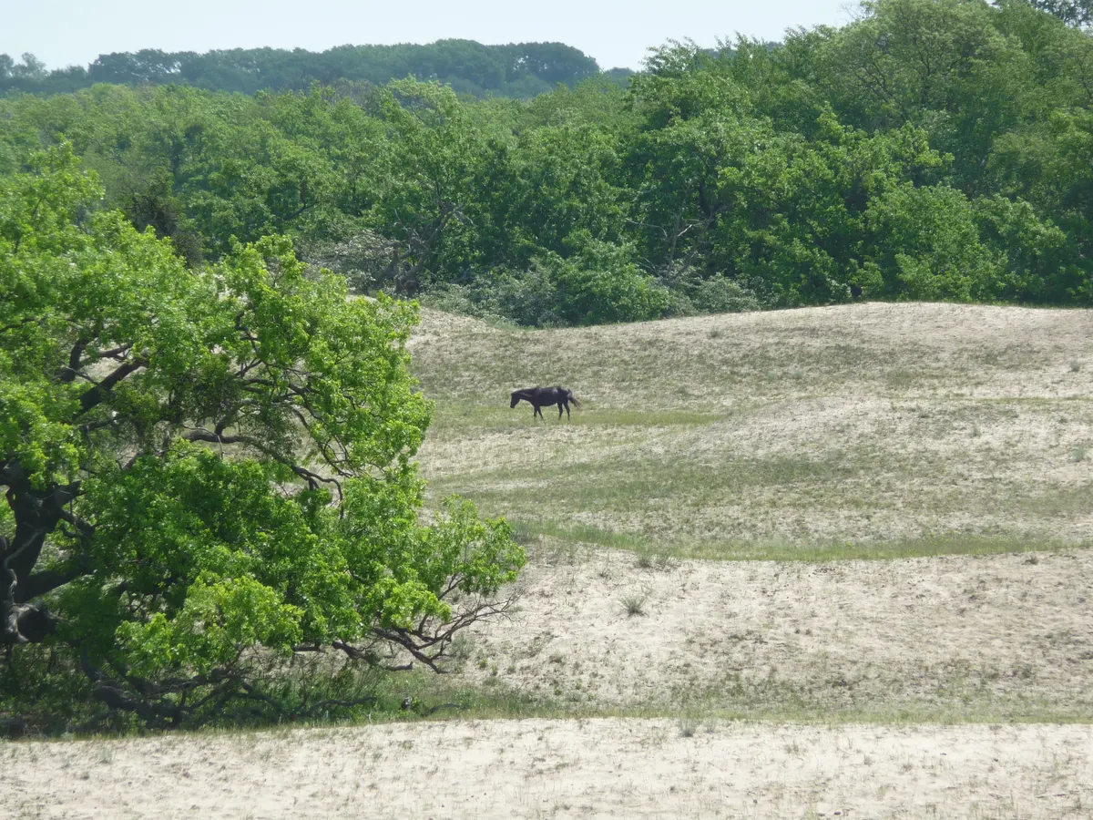 Tulcea – Letea – Sulina trip