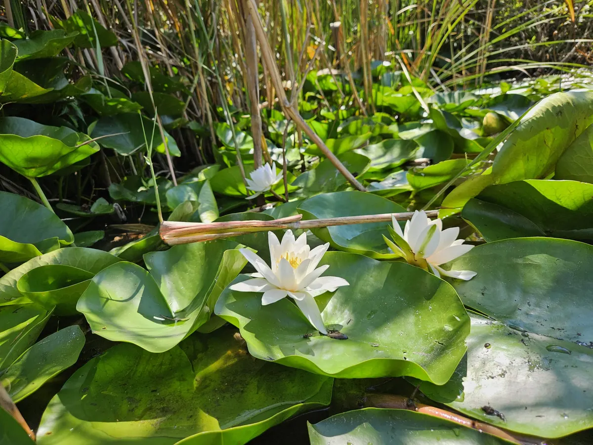 White water lilies in bloom among the leaves