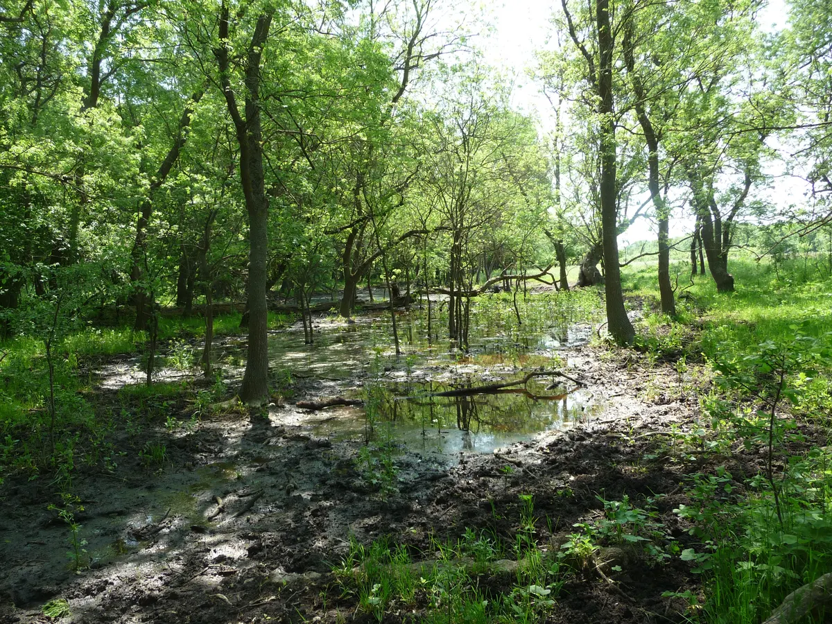 Letea Forest, with old trees and standing water