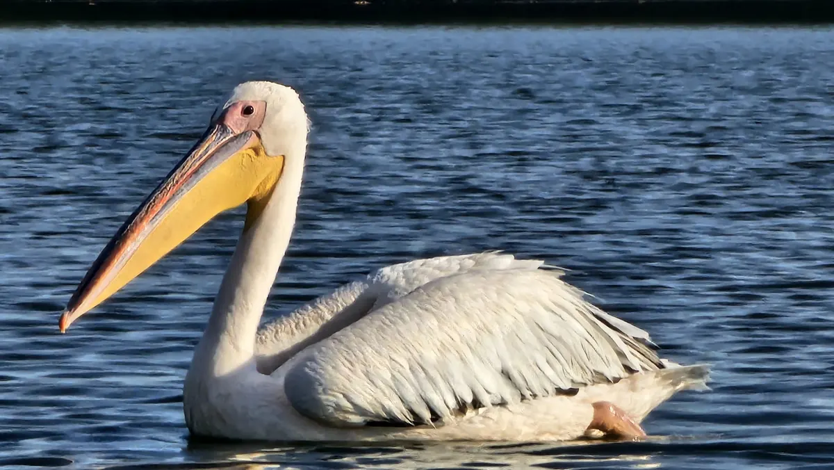 Great white pelican on the water, close up